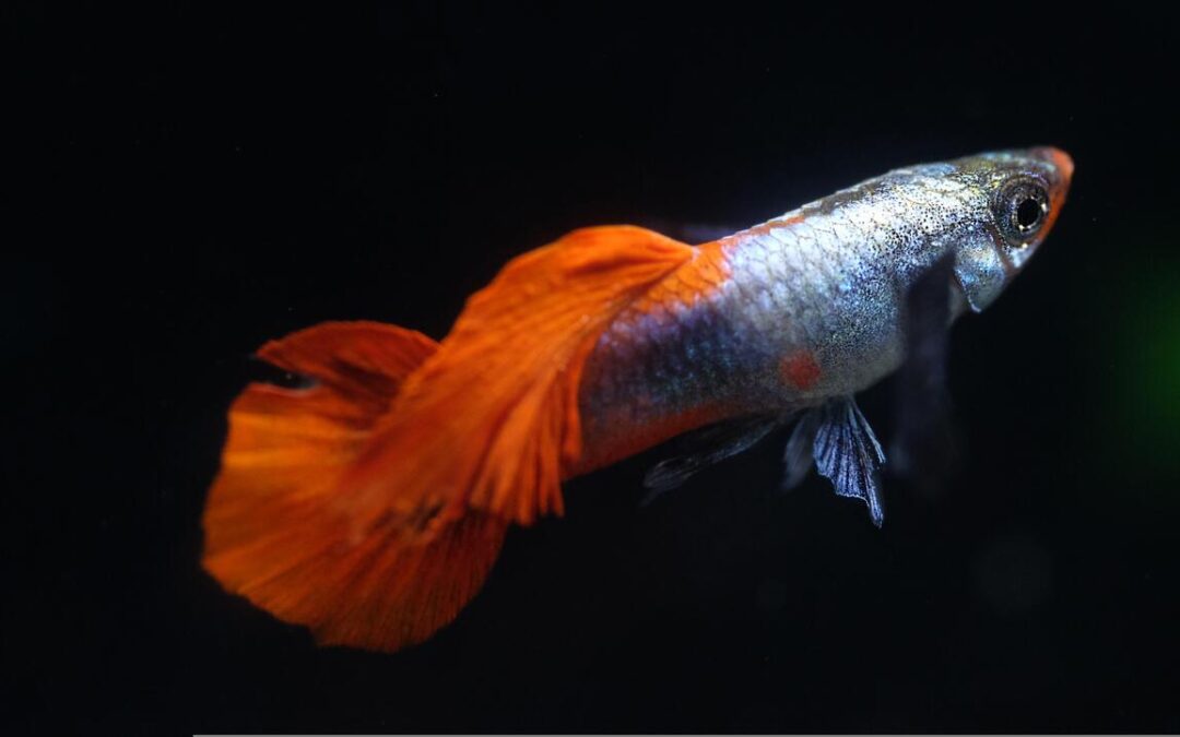 taking care of guppies