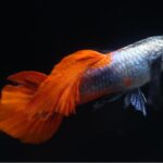 taking care of guppies