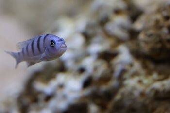 vibrant blue cichlid fish swimming gracefully