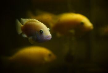 vibrant yellow cichlid fish swimming dimly lit aquarium tank