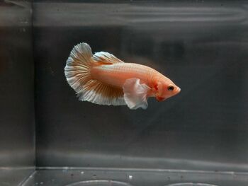 a close-up of a Betta fish with orange and white coloring swimming in a clear tank