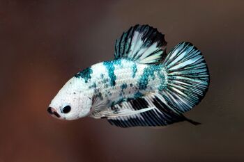 a colorful betta fish with blue and white patterns swimming gracefully