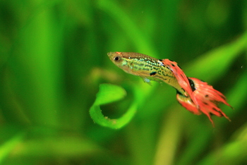 a colorful guppy fish with red and black stripes glides through a lush green aquarium