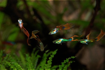 a school of bright colorful guppy fish gliding through a well-decorated aquarium