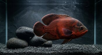 a single large red oscar in a minimalist tank with large rocks and a dark background, showing off its size and color
