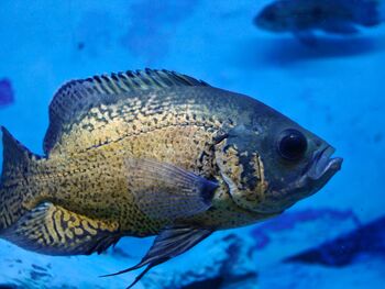 a spotted oscar fish characterized by its large size and black markings glides through the water in an aquarium setting
