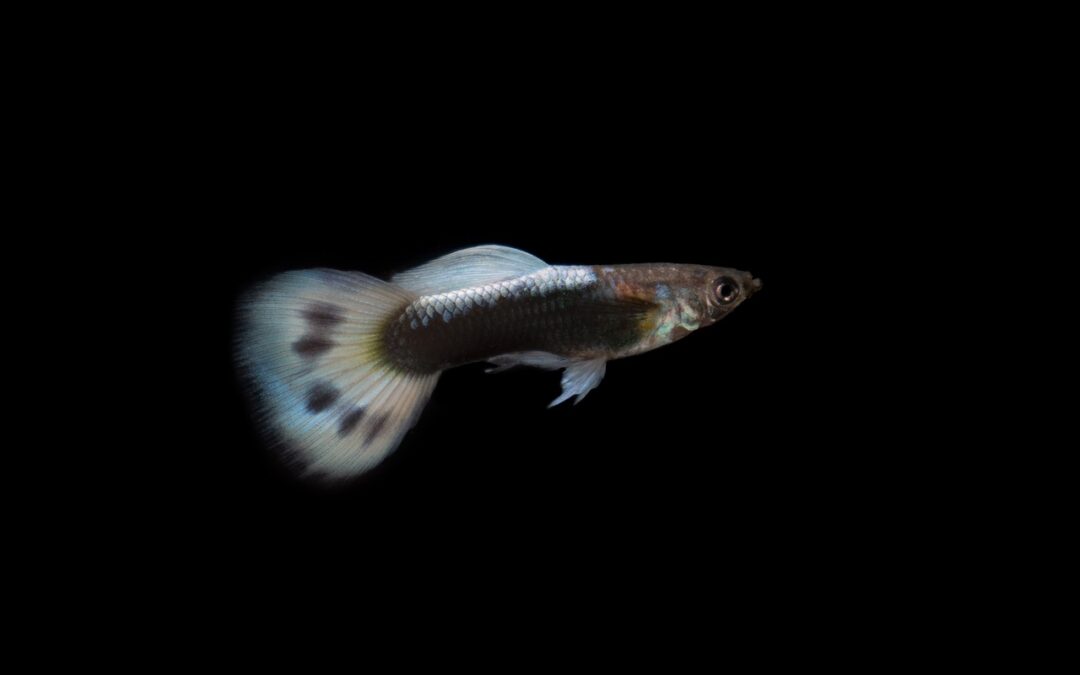 Fun Facts About Guppies: 15 Amazing Things You Probably Didn’t Know