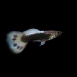 fun facts about guppies