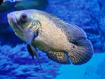 oscar fish gracefully swims in a clear aquarium, surrounded by aquatic plants and colorful pebbles