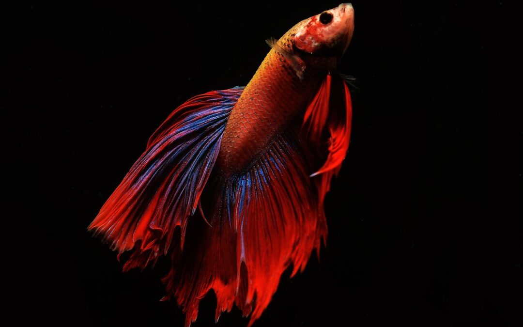 Rare Colors of Betta Fish: The Most Stunning and Hard-to-Find Betta Varieties