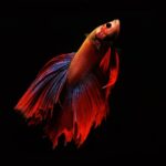 rare colors of betta fish
