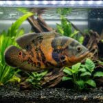 what do oscar fish eggs look like