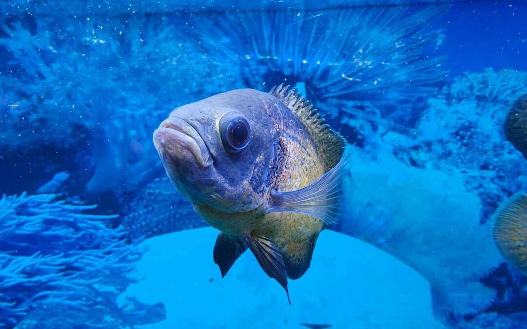 What Does a Pregnant Oscar Fish Look Like? Understanding Oscar Breeding Signs