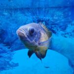 what does a pregnant oscar fish look like