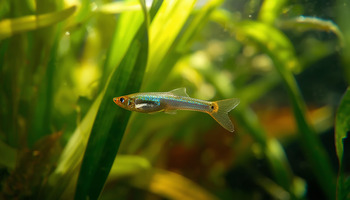 a guppy fish swims in a pond surrounded by lush green grass
