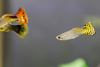a pair of colorful guppy fish glide through an aquarium surrounded by green aquatic plants