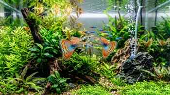 a vibrant fish tank showcasing lush aquatic plants and various fish especially guppies swimming in the water