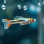 are guppies good beginner fish