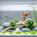 what do guppies need to survive