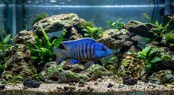 a cichlid fish swims among rocks and green plants in a clear aquarium
