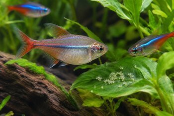 a gravid tetra fish with her layed eggs and two other tetra fish glide through an aquarium adding life to the underwater scene