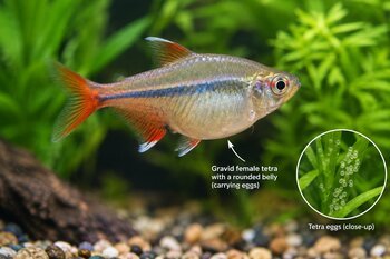 a vibrant tetra fish moving elegantly in its underwater habitat with description of her layed eggs