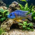 cichlid environment