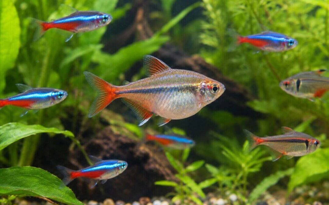 a vibrant group of colorful fish with a gravid tetra swimming together in a clear aquarium showcasing their lively movements