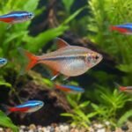 a vibrant group of colorful fish with a gravid tetra swimming together in a clear aquarium showcasing their lively movements